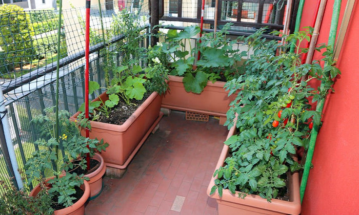Home gardening for eco-friendly living